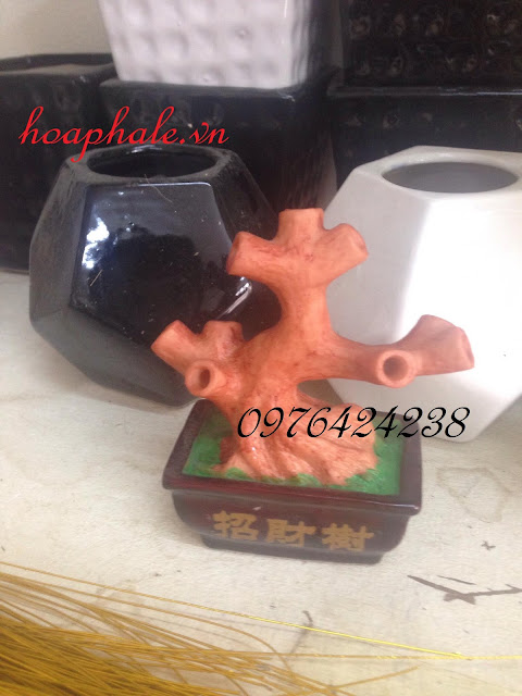 Cây kim tiền ở Đan Phượng Cay kim tien o Dan Phuong