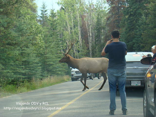 Rocosas Canadienses.Jasper Canada. http://viajandoodvyrcl.blogspot.mx