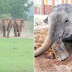 Elephants Run To Greeting A New Rescued Baby Elephant