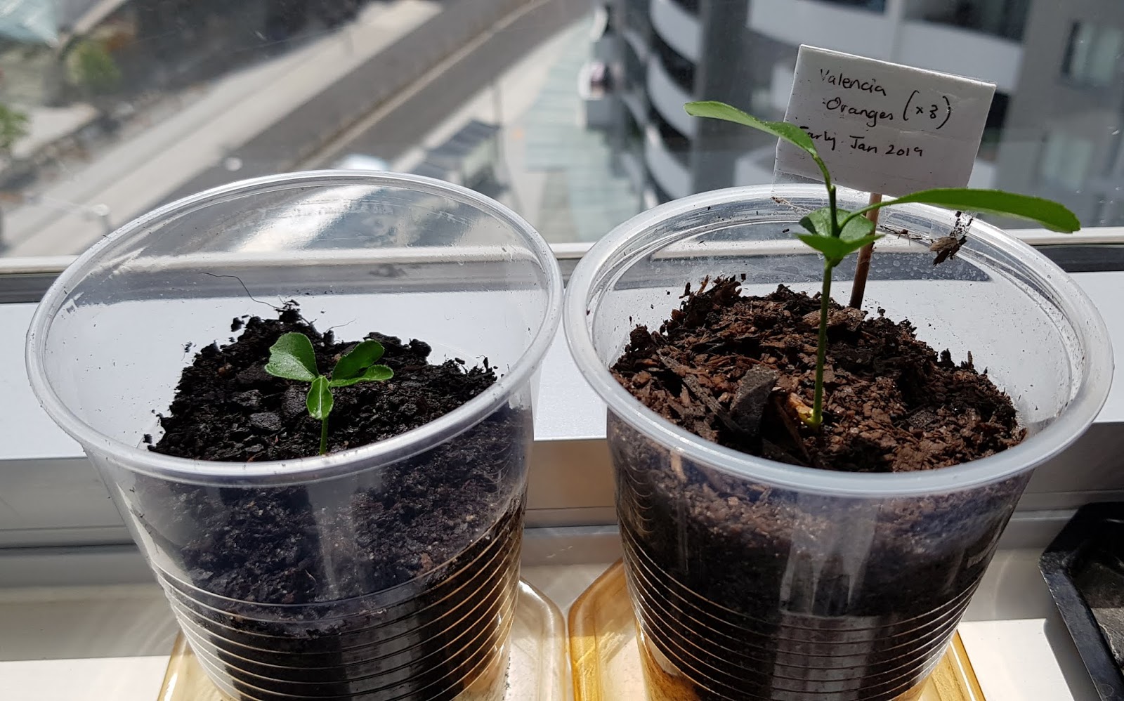 Growing Valencia Orange From Seeds 1st batch