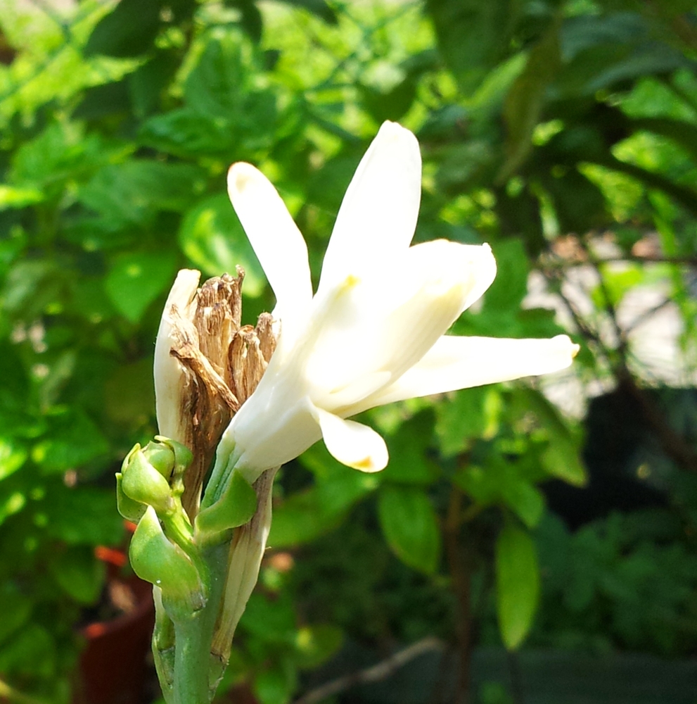 Tanamsendiri Com Grow Your Own Gambar Hari Ini Bunga Harum Sundal Malam