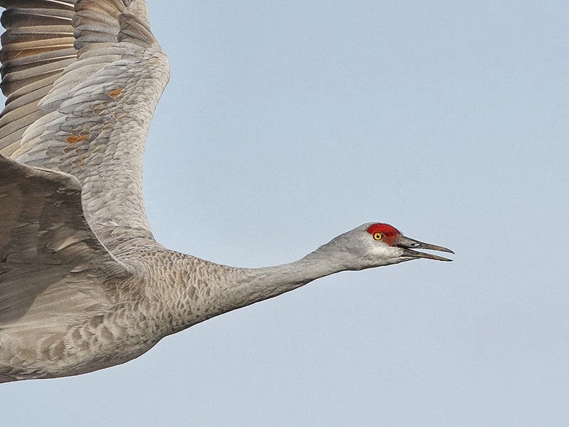 The Raptor Center Sandhill Crane Migration and Crane Cam