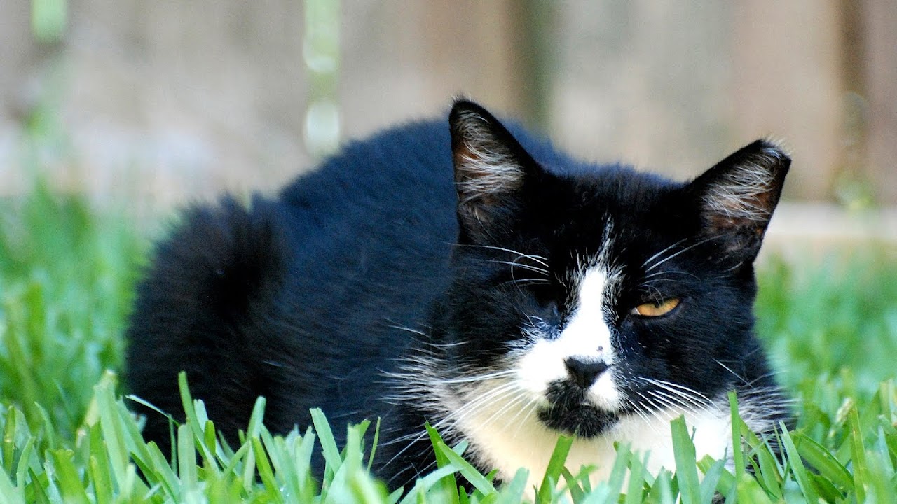 One Eyed Cat Names Cat Choices