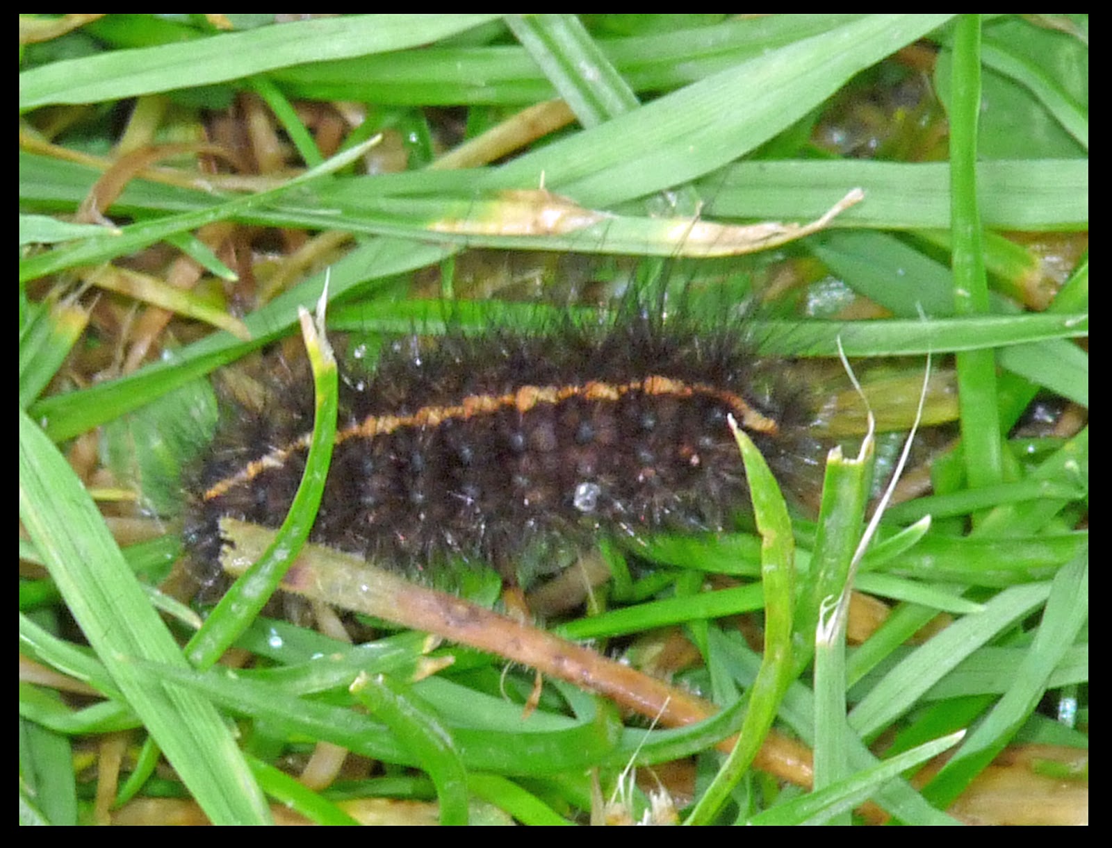 Wild and Wonderful Islands & Islets (10) An Inner Hebridean Odyssey