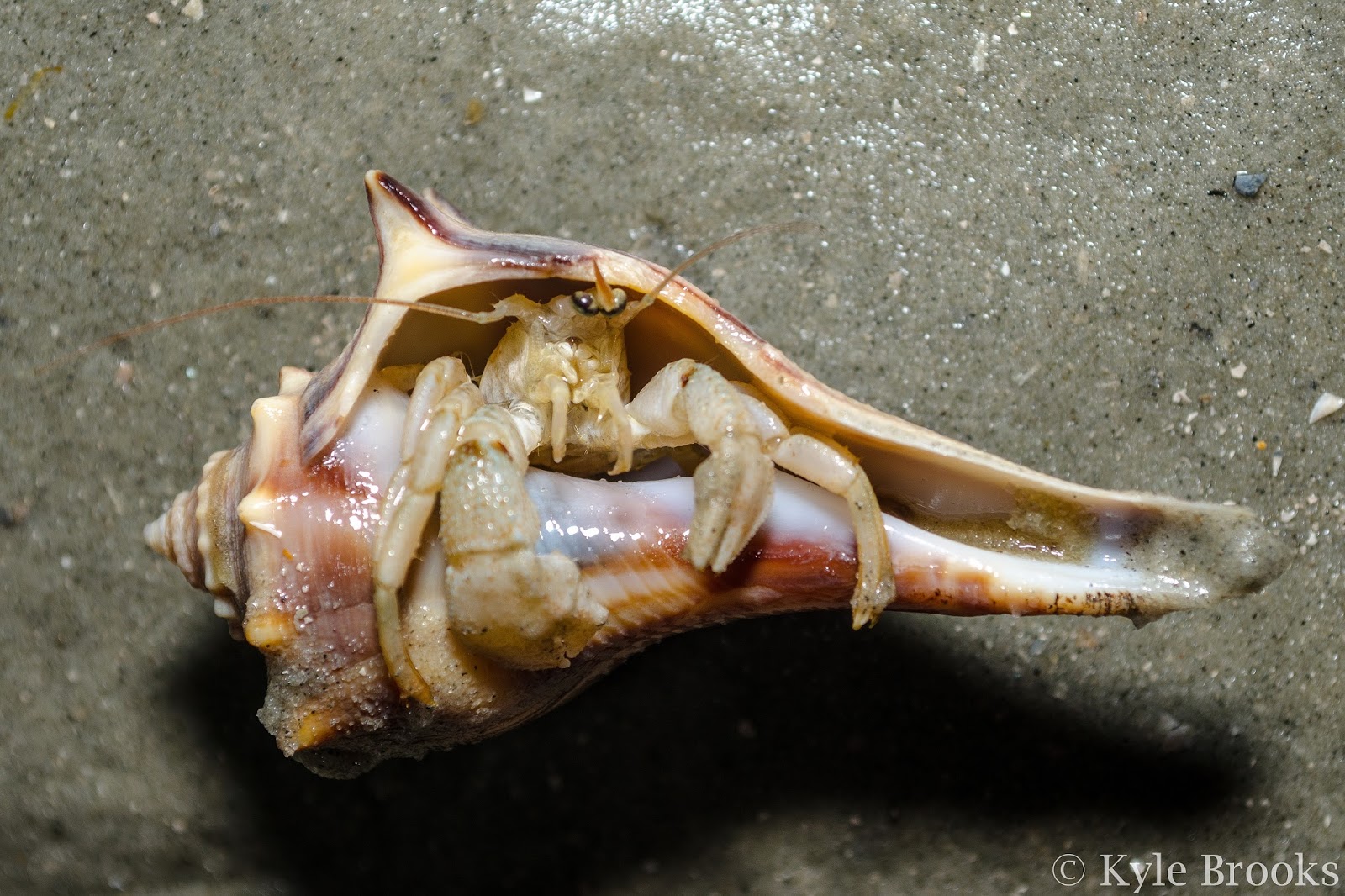 Hermit Crab 