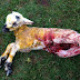 The savage cruelty of a law that lets crows torture and kill lambs... not to mention putting rare birds at risk, writes SUE REID (3 Pics)