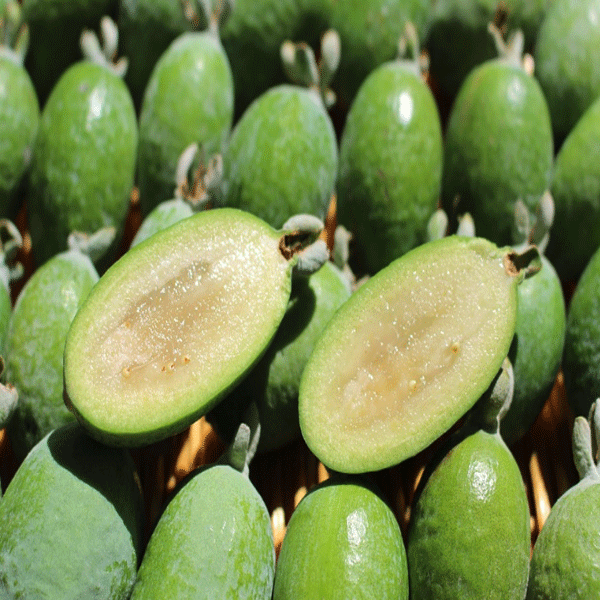 Feijoa: Buah Eksotis dengan Segudang Manfaat