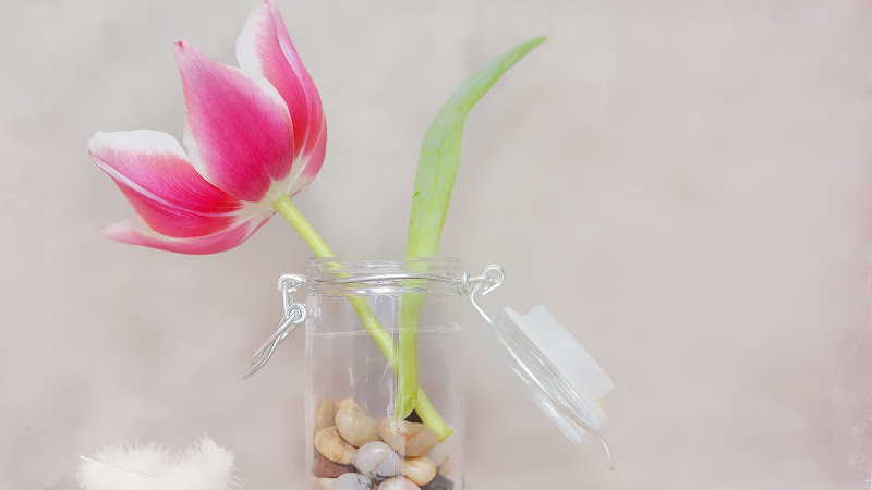 Pink Tulip Premium Flower Image HD