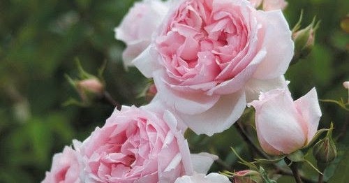 Уход после посадки, полив, подкормка, подвязка