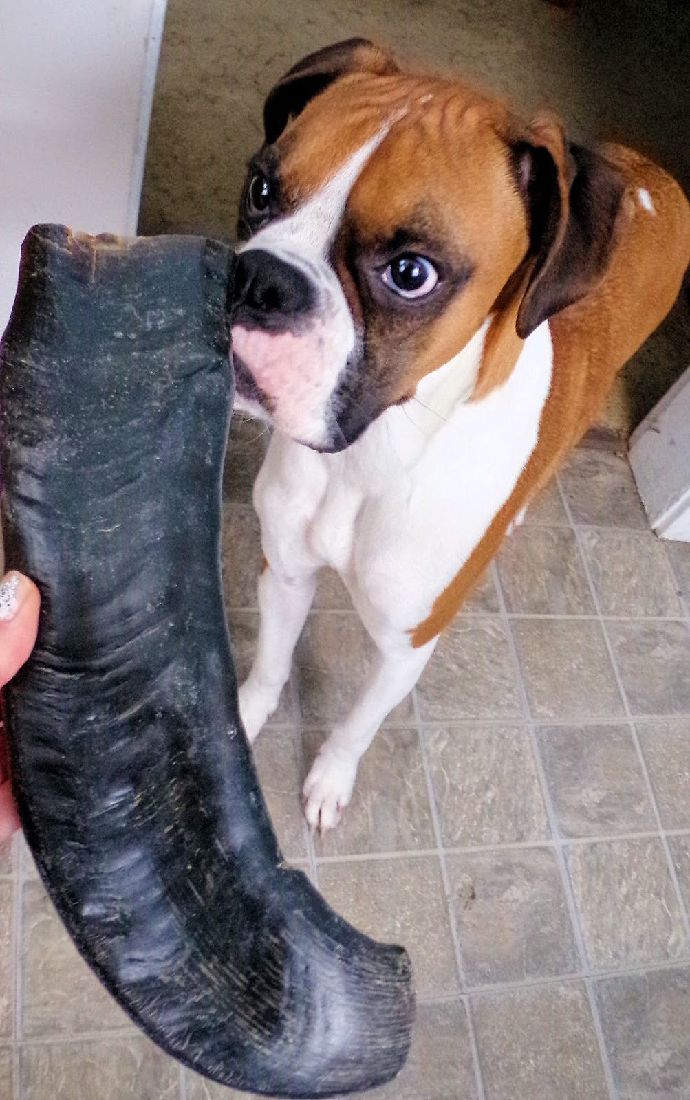 Dog Madness ONLY NATURAL PET BUFFALO HORN DOG CHEWS