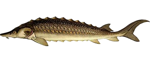Разновидности Красной Рыбы Названия И Фото