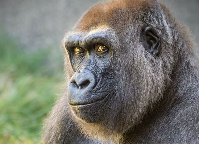 Evelyn the Gorilla, in the Los Angeles Zoo, looks mischievously at the camera. The Zoo Houdinis and other stories. marchmatron.com Evelyn the Gorilla, in the Los Angeles Zoo, looks mischievously at the camera. The Zoo Houdinis and other stories. marchmatron.com