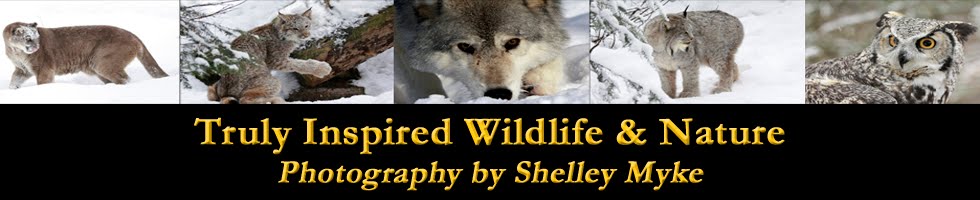 Inspired Wildlife and Nature Photography by Shelley Myke