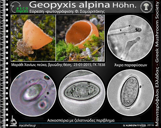 Geopyxis alpina Höhn.