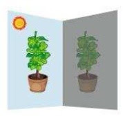 Nutrition_In_Plants_Science_7th_Chapter_1_JKAnswers Nutrition_In_Plants_Science_7th_Chapter_1_JKAnswers