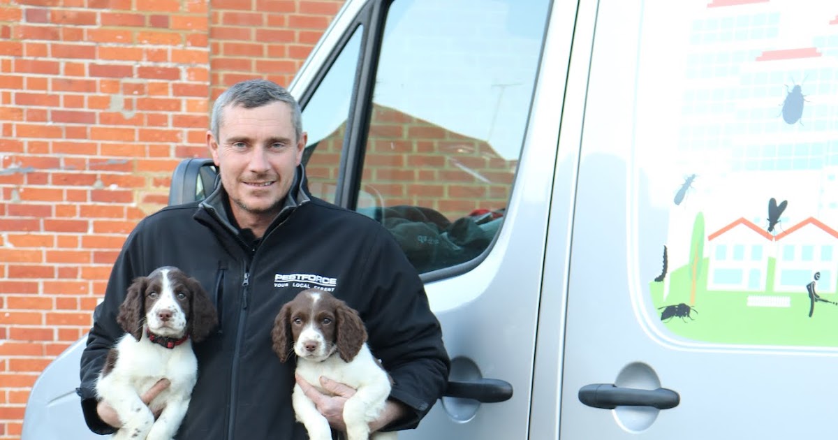 Pest Control Services UK Pestforce Reading is under new