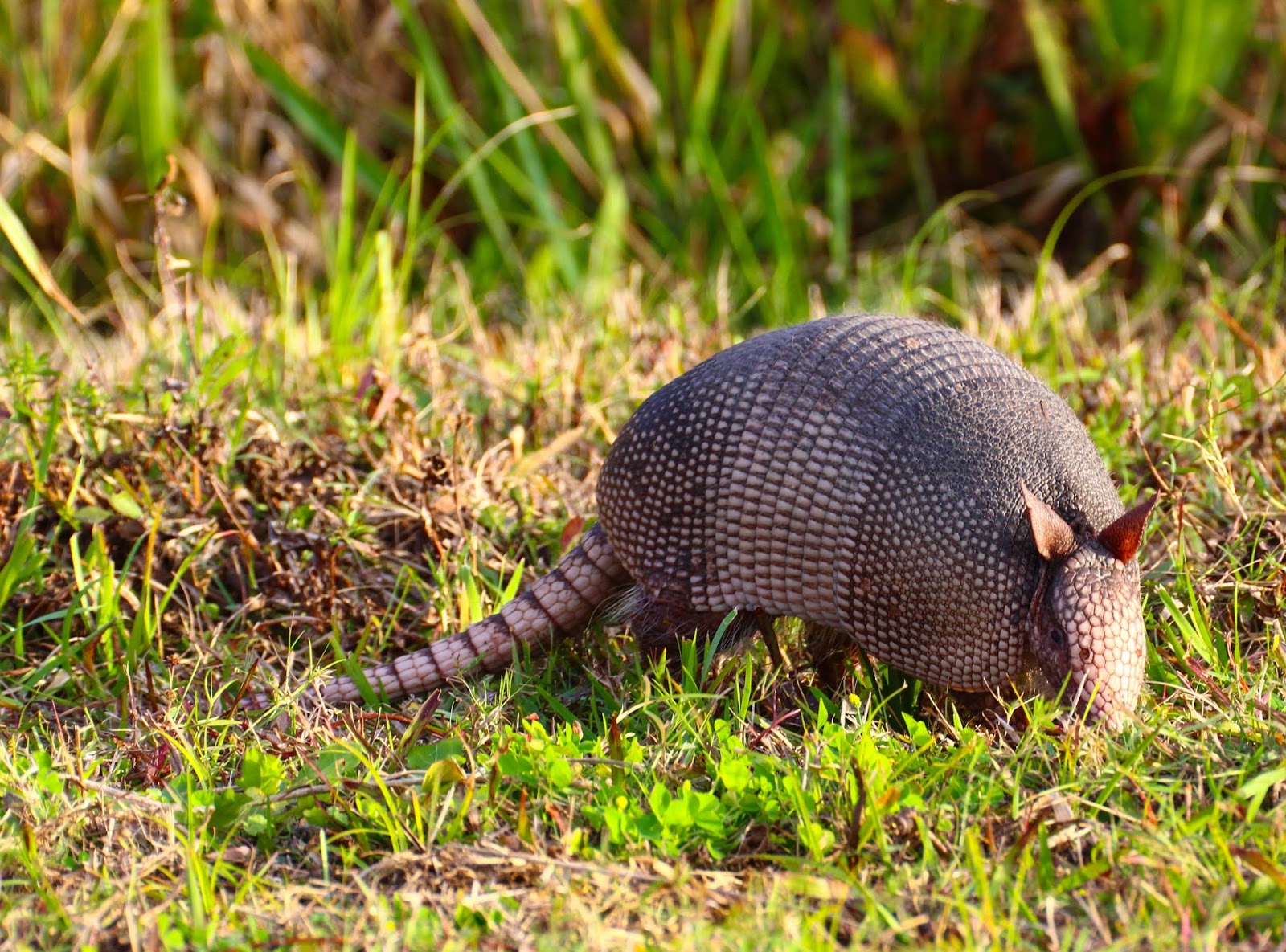 Cannundrums: Nine-Banded Armadillo