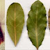 Place a Few Leaves of This Plant In Every Corner of Your House And You Will Never See a Single Cockroach Again