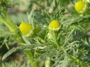 Medicinal Uses and Health Benefits of Pineapple Weed