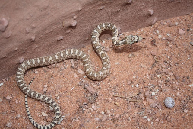 Tahu Apa Yang Perlu Dilakukan Jika Berdepan Dengan Ular? Ini Tips