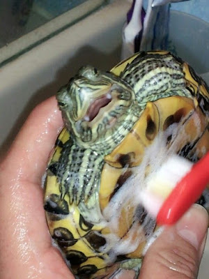 Red Eared Slider Washing