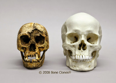 Flores skull and human skull