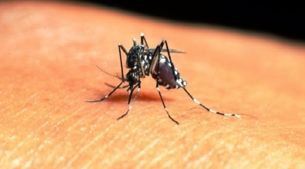 Cara Cepat Menghilangkan Bekas Gigitan Nyamuk
