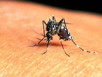 7 Cara Cepat Menghilangkan Bekas Gigitan Nyamuk