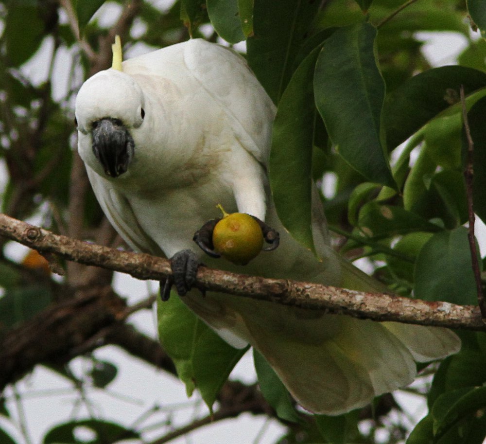 Tyto Tony Cockatoos Find Oranges Appealing