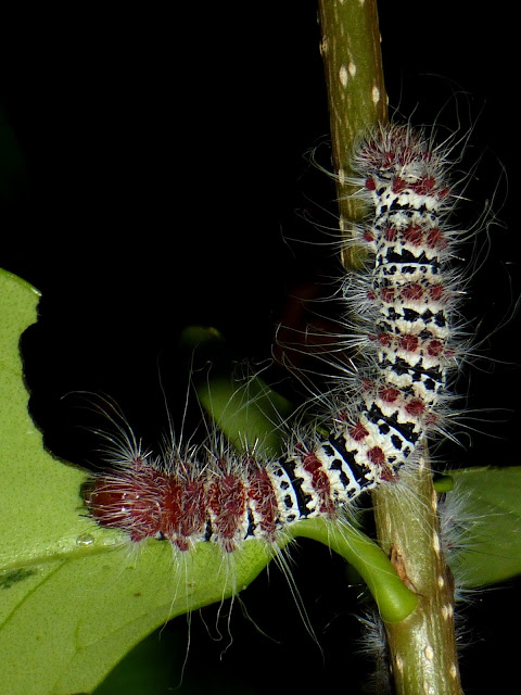 Holocerina species Malawi caterpillar Holocerina species Malawi caterpillar
