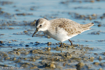 Territ menut (Calidris minuta) Territ menut (Calidris minuta)