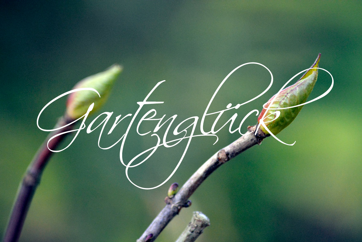 Gartenglueck, Gartenblog Gartenglueck, Gartenblog