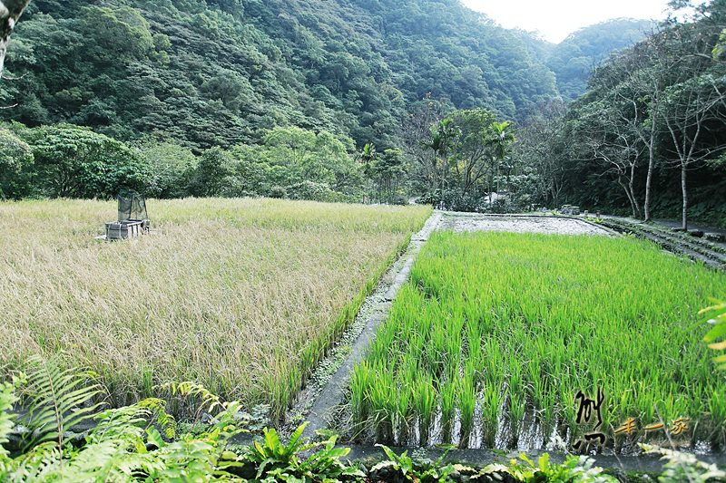 頭城農場親子採果趣