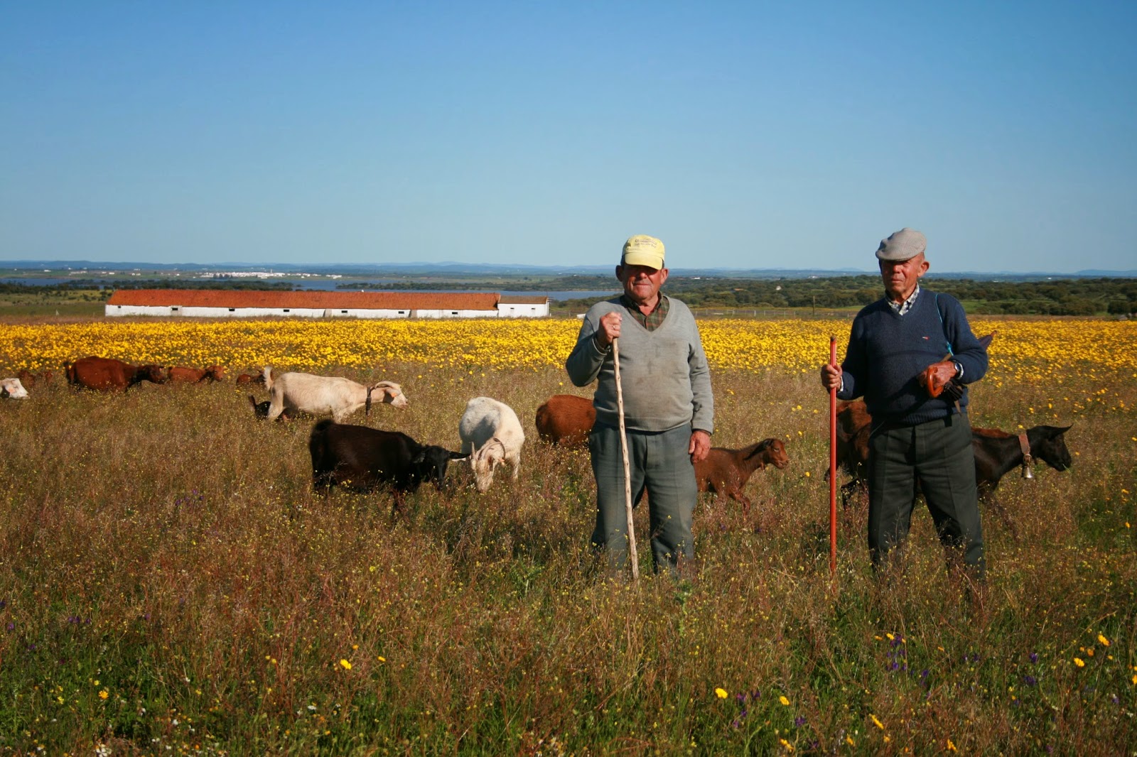 Cebolas do Campinho Homenagem a dois cabreiros