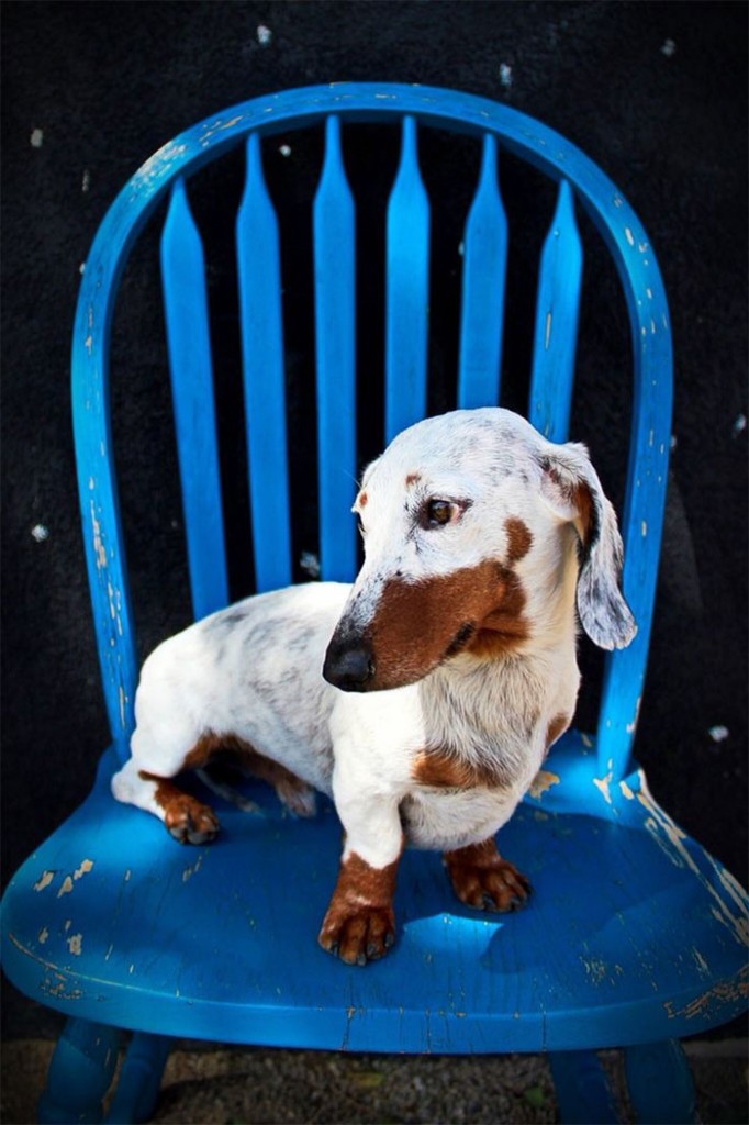 Perro Salchica con vitiligo Perro Salchica con vitiligo