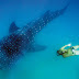 Exciting Mozambique Package