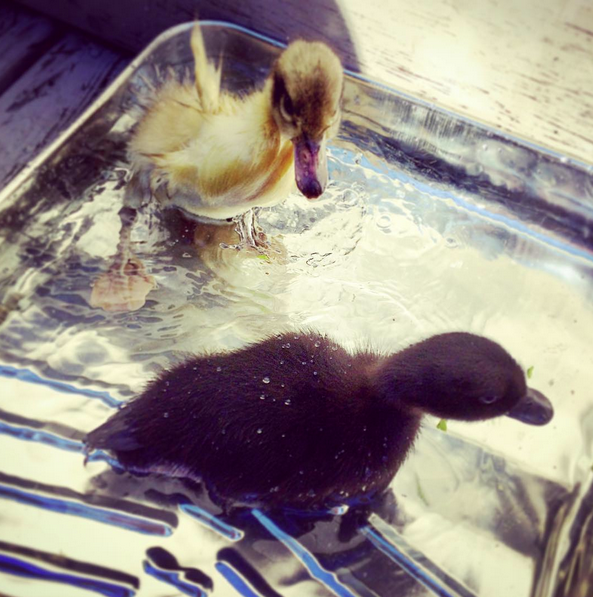 Photos Backyard Ducks