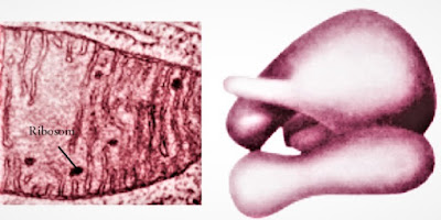 ribosom ribosom