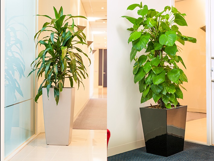 How To Approach Indoor Plant Care Best Indoor Plants For Office