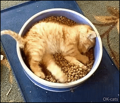 Kitten GIF • Happy Kitty eating while lying in large food bowl full of treats. When the dream come true :) Kitten GIF • Happy Kitty eating while lying in large food bowl full of treats. When the dream come true :)