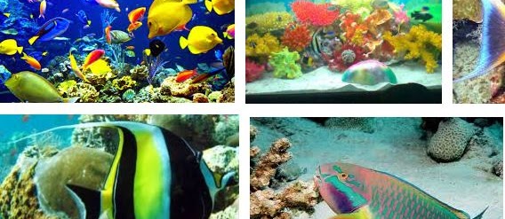44 Jenis Ikan Laut Hias Aquarium Cantik Harga Termahal