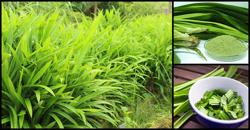 11 Awesome Health Benefits Of Pandan Leaves Dr Farrah MD