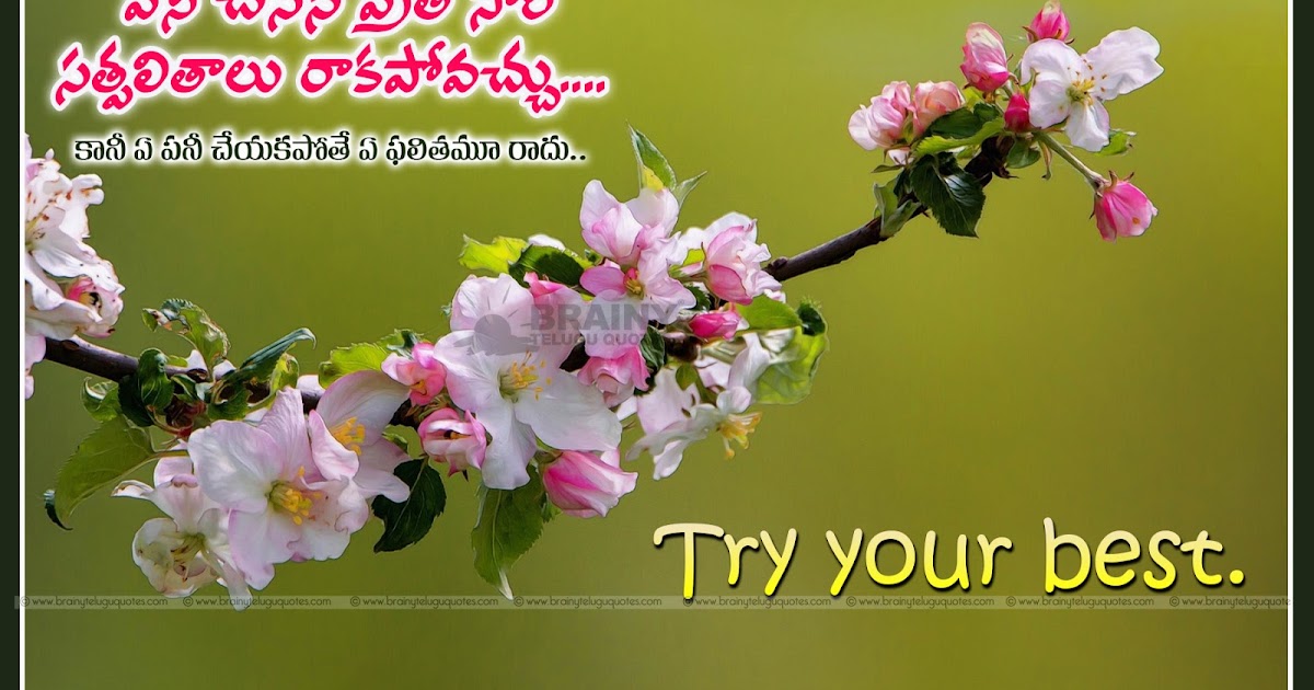 Try your best inspirational telugu quotes with flowers hd wallpapers