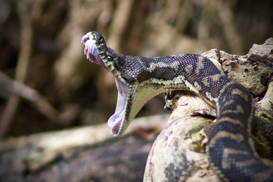 Tvunget Mathis Gymnast Protect Your Dog from Snake Bites | Australian Dog Lover