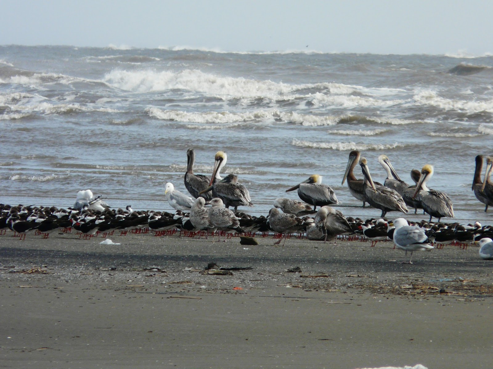 The Year of Birds Paul's Grand Isle Bird Fest (part 2)