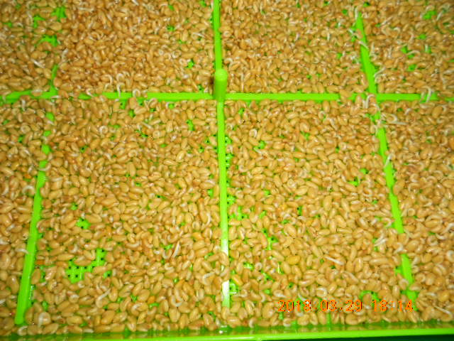 ��Ī��,��Ī�گ�,fenugreek,fenugreek-seeds,�����l,��Ī�ڽ��n,��Ī�ڬ�\��,��Ī�گ��\��,��Ī�ڵo����,��Ī�ڬ�