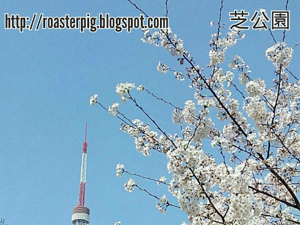 東京櫻花速報+心得