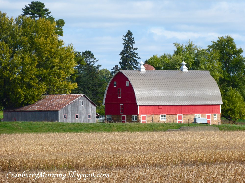Cranberry Morning The Red Barn Mystery And Lots Of Ducks