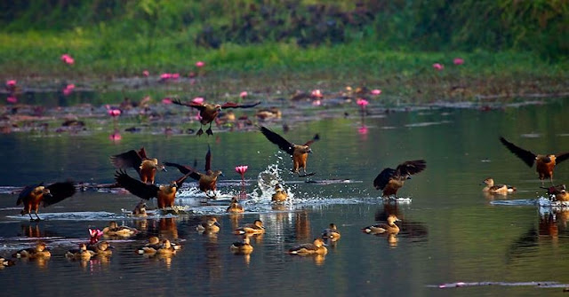 Migratory Birds Of Bangladesh In Jahangirnagar University 