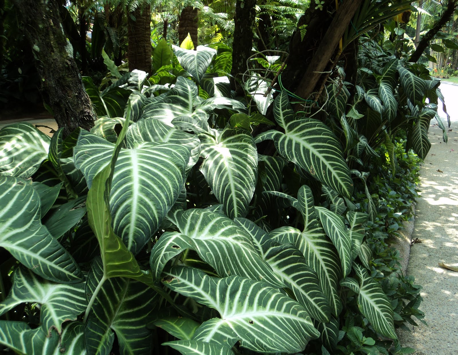 Laman Kambatik Plants list (3rd ed.): Caladium lindenii